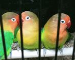 Prachtige piep jonge agapornis fisheri lovebirds wk, Dieren en Toebehoren, Vogels | Parkieten en Papegaaien, Meerdere dieren, Dwergpapegaai of Agapornis