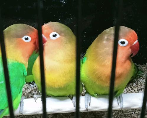 Prachtige piep jonge agapornis fisheri lovebirds wk, Dieren en Toebehoren, Vogels | Parkieten en Papegaaien, Dwergpapegaai of Agapornis