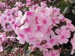 Phlox paniculata 'Bright Eyes' [Floks, vlambloem] vastepla, Ophalen of Verzenden, Zomer, Overige soorten, Volle zon