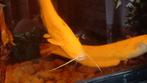 Euro pees meerval albino, Dieren en Toebehoren, Reptielen en Amfibieën, Slang, 0 tot 2 jaar