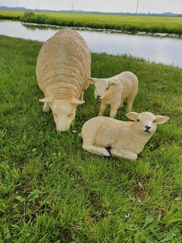 Set van 3 Texelse Schapen beschikbaar voor biedingen