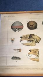 Schoolplaat, Antiek en Kunst, Antiek | Schoolplaten, Ophalen, Natuur en Biologie