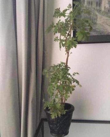 Geurende geranium houdt de muggen op afstand beschikbaar voor biedingen