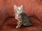 Kittens, Dieren en Toebehoren, Ophalen of Verzenden, Zo goed als nieuw