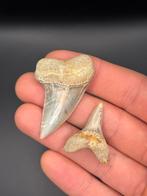 Haaientand I. Planus Bakersfield, Ophalen of Verzenden, Fossiel