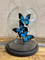 Stolp met drie opgezette vlinders (Papilio Ulysses), Verzamelen, Dierenverzamelingen, Nieuw, Opgezet dier, Ophalen, Insect