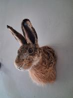 Opgezet hazenkopje NIEUW, Ophalen of Verzenden, Nieuw, Gewei of Kop