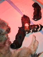 Kruizing Lhasa apso-shi-Tzu  pups, Dieren en Toebehoren, Honden | Niet-rashonden, Rabiës (hondsdolheid), 8 tot 15 weken, Meerdere
