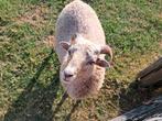 Mooie ram van dit jaar!, Dieren en Toebehoren, Schapen, Geiten en Varkens, Mannelijk, Schaap, 0 tot 2 jaar