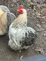 Cochin Haantje, Dieren en Toebehoren, Pluimvee, Mannelijk, Kip