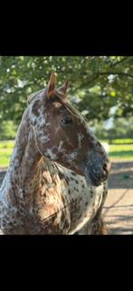 Paard allrounder Knapstrupper 3 jaar zadelmak, Dieren en Toebehoren, Paarden, Gechipt, Minder dan 160 cm, Ruin, Dressuurpaard