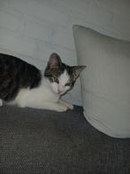 Lieve kitten kater 18 weken oud, Dieren en Toebehoren, Katten en Kittens | Overige Katten, Kater, Kortharig, 0 tot 2 jaar