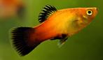Jonge en grote platy's - aquarium vis, Dieren en Toebehoren, Vissen | Aquariumvissen, Zoetwatervis, Schoolvis, Vis