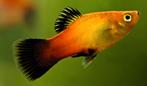 Jonge en grote platy's - aquarium vis, Zoetwatervis, Schoolvis, Vis