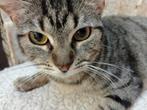 Jarela, Bibi, 15-12-2023 gered van de straat, Dieren en Toebehoren, Katten en Kittens | Overige Katten, Kortharig, 0 tot 2 jaar