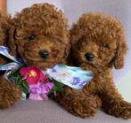 Prachtige Dwerg Poedel Pups Red❤️, Poedel, 8 tot 15 weken, CDV (hondenziekte), Meerdere