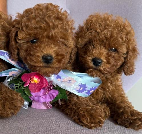 Prachtige Dwerg Poedel Pups Red❤️, Dieren en Toebehoren, Honden | Chihuahua's en Gezelschapshonden, Meerdere dieren, Poedel, Particulier