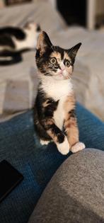 Kittens geboren verschillende kleuren, Dieren en Toebehoren, Katten en Kittens | Overige Katten, Meerdere dieren