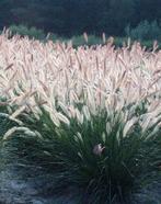 Pennisetum “Foxtrot” – Het Vossenstaart siergras, Ophalen of Verzenden, Zomer, Overige soorten, Halfschaduw