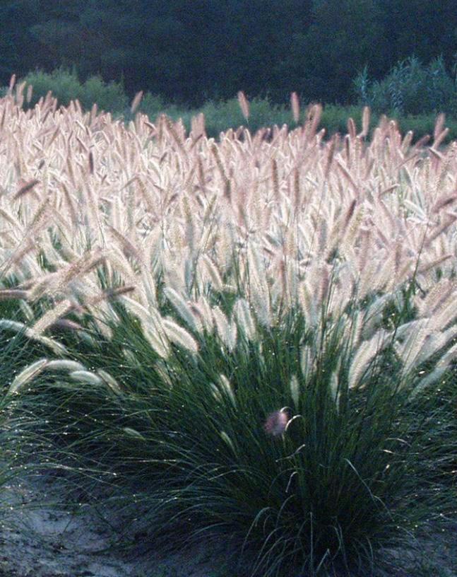 Pennisetum “Foxtrot” – Het Vossenstaart siergras, Tuin en Terras, Planten | Tuinplanten, Overige soorten, Halfschaduw, Zomer, Ophalen of Verzenden