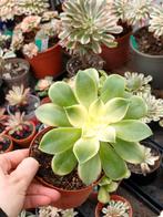 Aeonium kiwi, Ophalen of Verzenden, Halfschaduw, Minder dan 100 cm