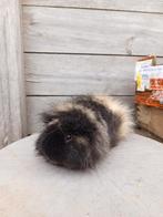 Ch Teddy - Beer, Cavia, Mannelijk, Mei, Tam