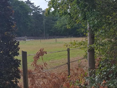 Plekje vrij voor klein paard/pony omgeving Roosendaal/Essen, Dieren en Toebehoren, Stalling en Weidegang, Stalling, Weidegang