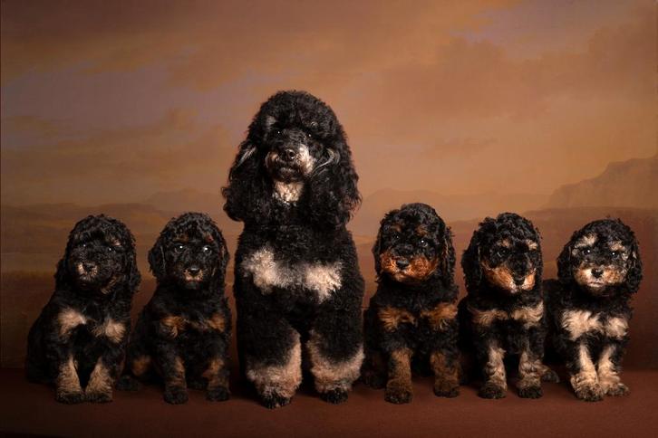 Dwergpoedel pup mag zijn huisje verlaten, Dieren en Toebehoren, Honden | Chihuahua's en Gezelschapshonden, Reu, Poedel, Fokker | Hobbymatig