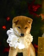 Shiba inu puppies !, Dieren en Toebehoren, Honden | Poolhonden, Keeshonden en Oertypen, Rabiës (hondsdolheid), 8 tot 15 weken