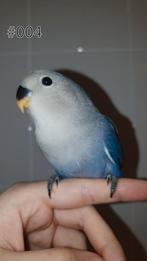 ♀️️Halftam agapornis roseicollis jong. zie beschrijving., Vrouwelijk, Dwergpapegaai of Agapornis, Geringd