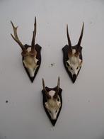 3 ree geweien (19) samen voor 25 euro, Ophalen of Verzenden, Gebruikt, Wild dier, Gewei of Kop