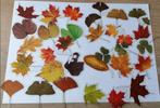 10 grote transparante stickers herfst snailmail ephemera, Verzenden, Nieuw, Meerdere stickers