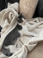 Gratis kat, Dieren en Toebehoren, Poes, Ontwormd, 0 tot 2 jaar