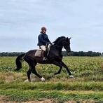 Talentvol dressuurpaard te huur, te lease, lease paard, Dieren en Toebehoren, Paarden, 175 cm of meer, Z, Gechipt, Ruin