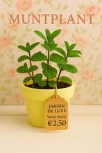 Verse MUNTPLANT in pot – Slechts €2,50 per stuk!, Ophalen, Zomer, Volle zon
