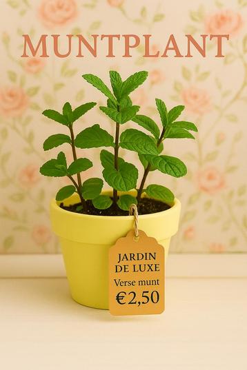 Verse MUNTPLANT in pot – Slechts €2,50 per stuk! beschikbaar voor biedingen
