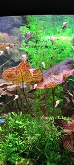 Torenslakken puntslakken, Dieren en Toebehoren, Ophalen of Verzenden, Overige typen