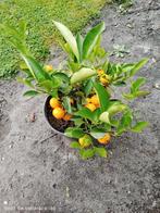 mandarijnenboompje, Ophalen, Volle zon, Vaste plant, Zomer