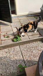 Kitten zoekt een nieuw huisje, Geslacht onbekend, 0 tot 2 jaar
