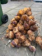 Droogbloemen, Huis en Inrichting, Woonaccessoires | Droogbloemen, Ophalen