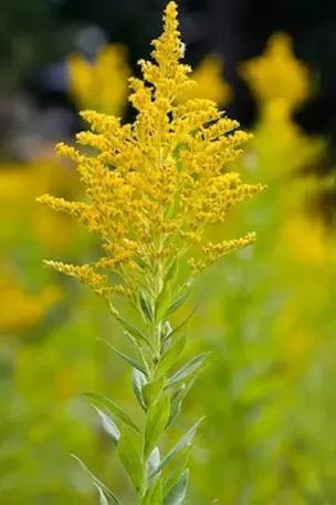 Vaste planten, Tuin en Terras, Planten | Tuinplanten, Overige soorten, Halfschaduw, Ophalen of Verzenden