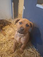 Boerboel pups, Dieren en Toebehoren, Honden | Bulldogs, Pinschers en Molossers, Rabiës (hondsdolheid), Overige rassen, 8 tot 15 weken