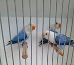 Fischerie opaline blauw, Dieren en Toebehoren, Vogels | Parkieten en Papegaaien, Meerdere dieren, Dwergpapegaai of Agapornis, Geringd