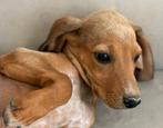 Phoebe is in Cyprus, Dieren en Toebehoren, Honden | Beagles, Bassets en Lopende honden, Rabiës (hondsdolheid), 15 weken tot 1 jaar