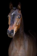 Lieve, sociale pony te koop, Dieren en Toebehoren, Met stamboom, B, Ruin, Springpony