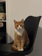 Rode kater te koop, Ophalen of Verzenden