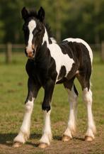 Tinker/Irish Cob/Gypsy Cob veulens gezocht, Dieren en Toebehoren, Pony's, Meerdere dieren, Niet van toepassing, Gechipt, 0 tot 2 jaar