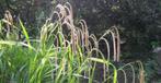 Carex pendula (hangende zegge) grassen, Ophalen, Vaste plant, Siergrassen, Halfschaduw
