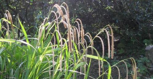 Carex pendula (hangende zegge) grassen, Tuin en Terras, Planten | Tuinplanten, Vaste plant, Siergrassen, Halfschaduw, Ophalen