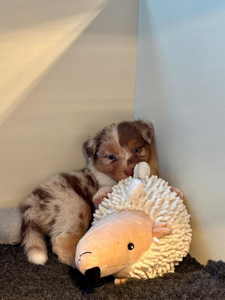 Australian Shepherd pups met stamboom, Dieren en Toebehoren, Honden | Chihuahua's en Gezelschapshonden, Meerdere dieren, Overige rassen